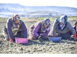 Sarımsak İşçilerinin Yevmiye Ücretleri Belli Oldu