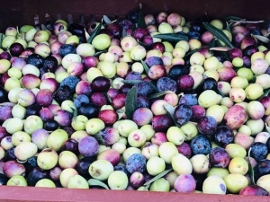 Mut Zeytinyağı Dünyaya Açılıyor