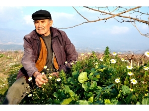 Sarıgöl’e Yalancı Bahar Geç Geldi