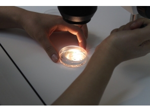 Sma Taşıyıcısı Ebeveynlere Tüp Bebek Önerisi