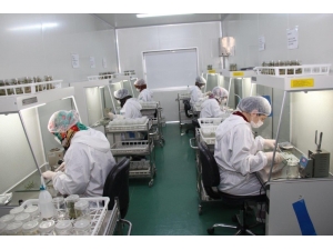 Konya Şeker Yerli Ve Milli Patates Tohumu İle Verimi Artırdı