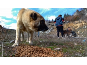 Türk Chopper Motosiklet Grubu Üyeleri Sokak Hayvanları İçin Yem Ve Mama Bıraktı