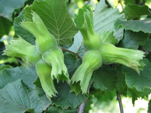 Tarsim’den Fındık İçin Sigorta Uyarısı