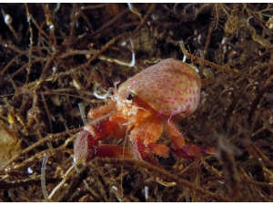 İstanbul’un Su Altı Belgeseli İzleyiciyle Buluştu