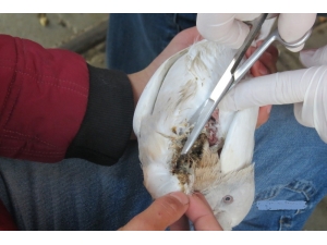 Atmacanın Yaraladığı Güvercin Ameliyat Edildi