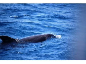 Marmaris’te ’Yunus Terapi Merkezi Kapatılsın’ Tartışması