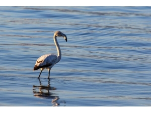 İznik Gölünde İlk Kez Görülen Flamingo Kayıt Altına Alındı