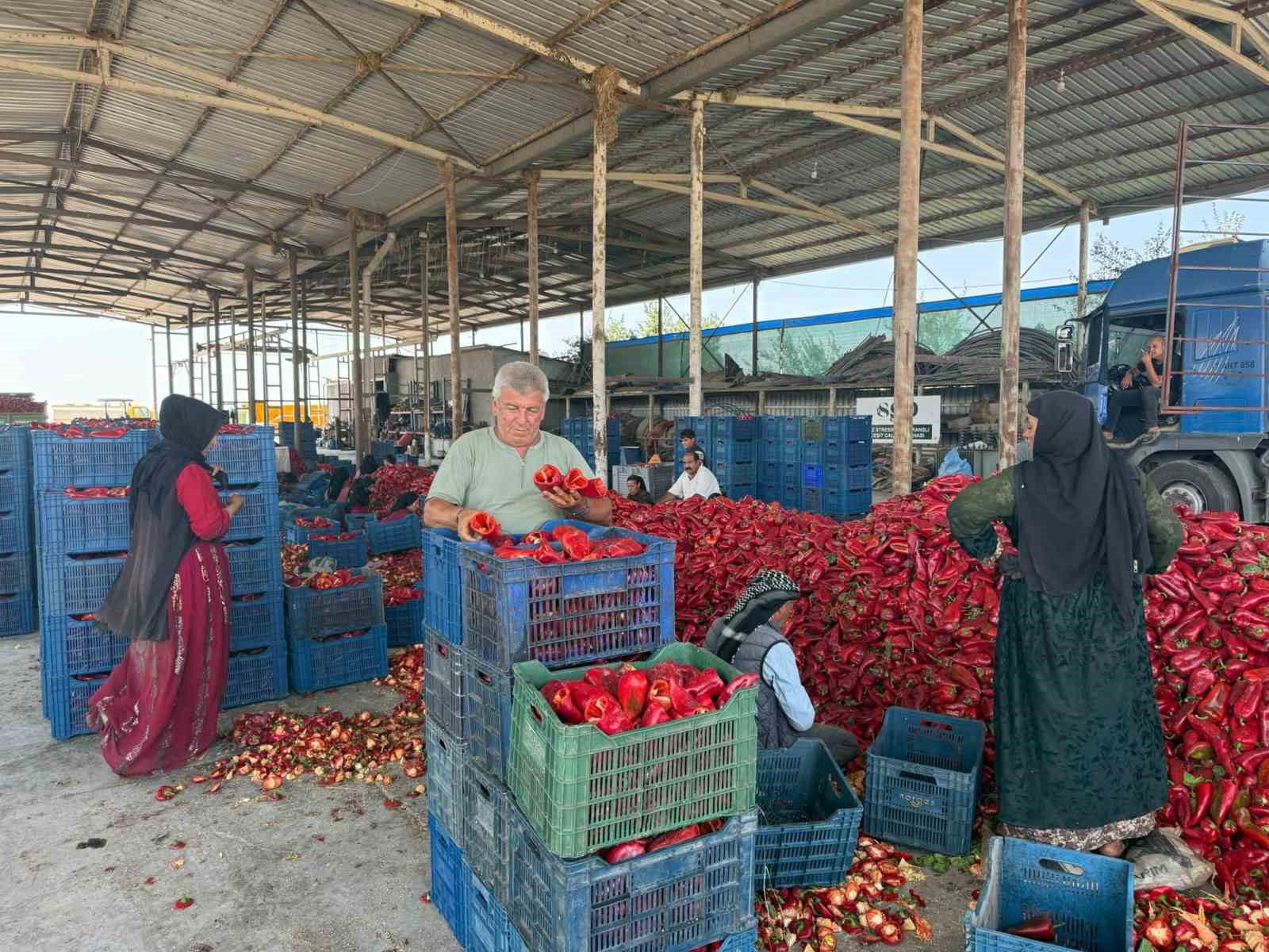 kapya-biberde-fabrikalarin-fiyat-dusurmek-icin-urun-alimini-geciktirdigi-iddiasi
