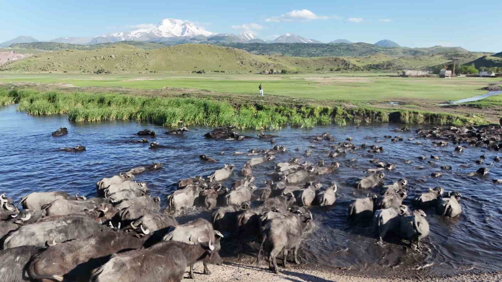 erciyes-in-eteklerinde-manda-safari