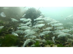 İzmit Körfezi’nde 30 Türde Avcılık Yapılır Hale Geldi