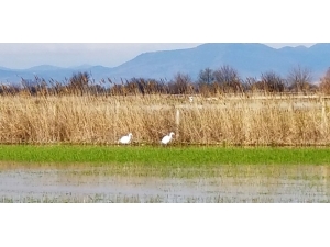 Su Basan Ovada Balıkçıl Göçmen Kuşlar Ava Çıktı