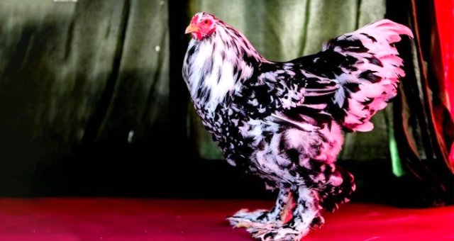 Black Mottled Cinsi Tavuk Yumurtası 200 Liradan Satılıyor