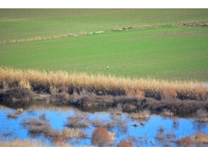 Kaçak Kurbağa Toplayan 5 Kişi Yakalandı