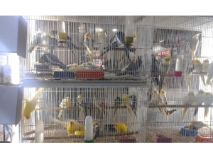 Antalya’da Petshoplara Denetim