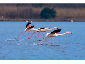Hersek Lagünü Doğa Fotoğrafçılarının Uğrak Yeri Oluyor
