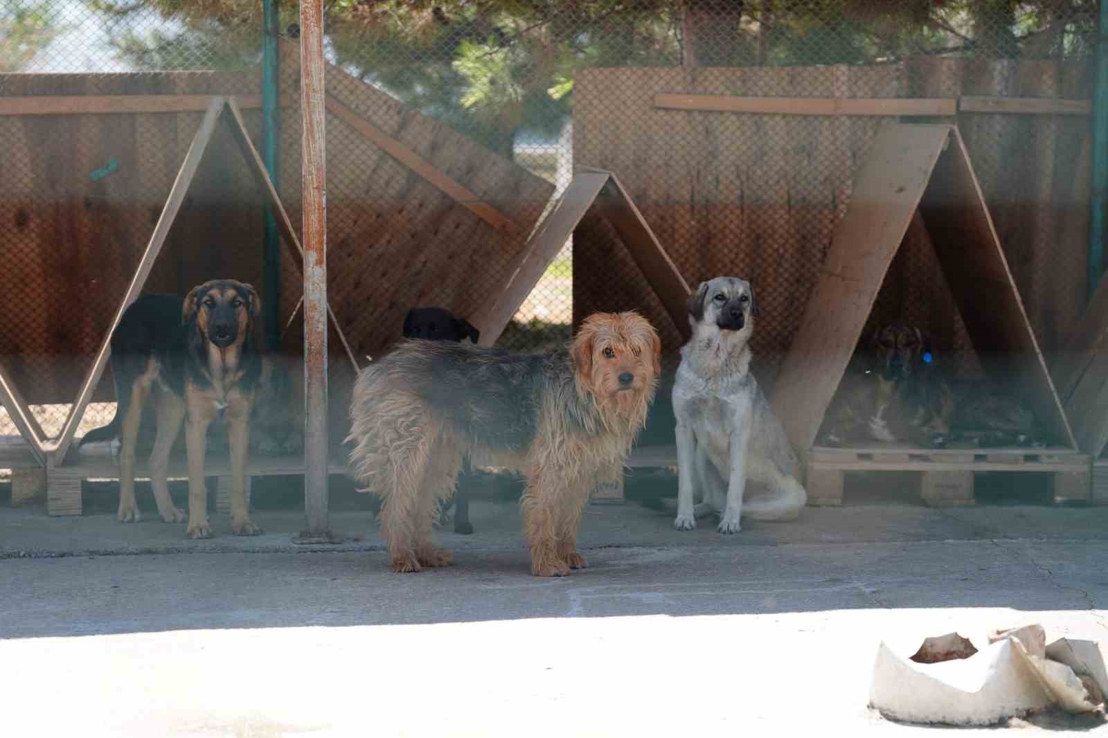 bolu-da-8-ayda-621-kedi-ve-kopek-sahiplendirildi
