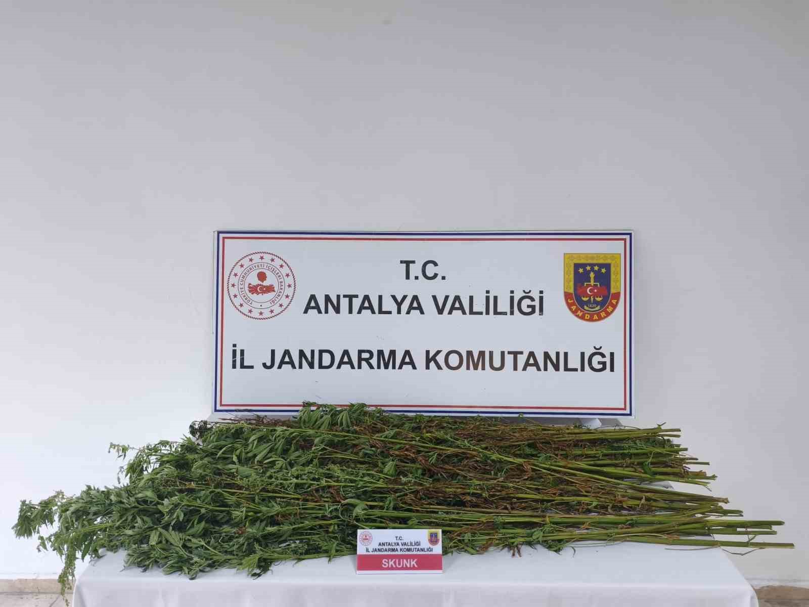 serik-te-80-kok-kenevir-bitkisi-ele-gecirildi