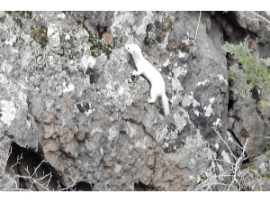 Beyaz Gelincik Tunceli’nin Ardından Gümüşhane’de De Görüntülendi