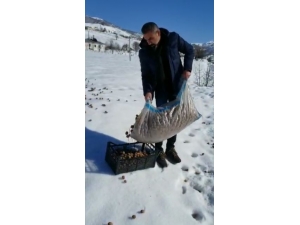 2 Bin Liralık Cevizini Hayvanlar İçin Doğaya Bıraktı