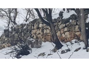 Tunceli’de Koruma Altındaki Vaşak Görüntülendi