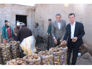 Tanzim Satışlarına Günlük 100 Ton Patates Niğde’den Gidiyor