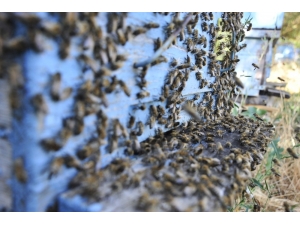 “Her Yıl Bal Arılarının Yüzde 70’i Zirai Kimyasal İlaçlar Sebebiyle Ölüyor”