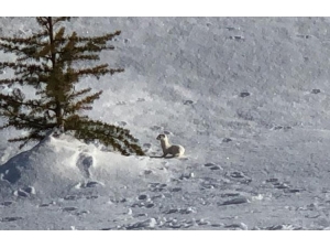 Nesli Tükenen Beyaz Gelincik Bitlis’te Görüntülendi