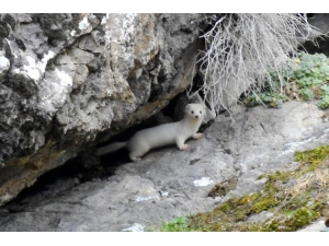 Beyaz Gelinciğin Sırrı Ortaya Çıktı