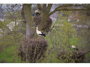 Leylekler Festivalle Karşılanacak