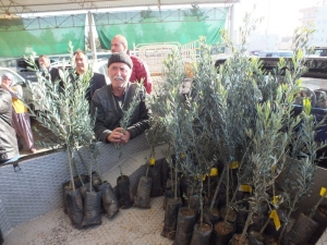 Silifke’de Çiftçilere 10 Bin Zeytin Fidanı Dağıtıldı