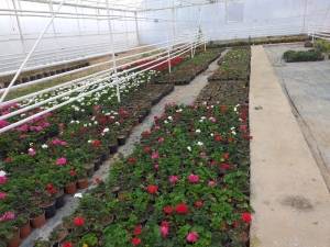 Belediye Çiçek Fidanlarını Kendisi Yetiştiriyor