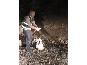 Elazığ’da Kaçak Avlanan Keklikler Doğaya Salındı