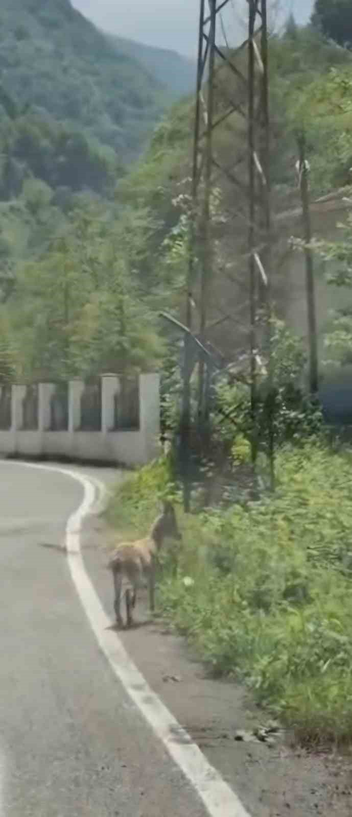 trabzon-da-ilk-kez-goruntulendi-cengel-boynuzlu-dag-kecisi-yavrusu-karayoluna-indi
