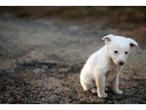 Hayalleri İyilikle Buluşturan Proje: Kitapkoala.com