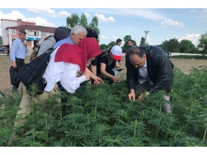 Kenevir Üretimi İçin Çok Sayıda Kişi Başvuru Yaptı