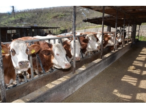 Tkdk’dan Hayvancılık Yatırımına Destek