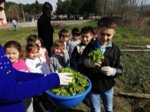 Minikler Ürettikleri Sebzeleri Topladı