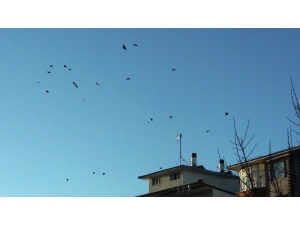 Ayağını Sıkıştıran Karganın Zor Anları