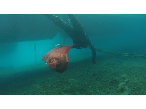 Belediye Dalgıçları Gümbet Koyunu Temizledi