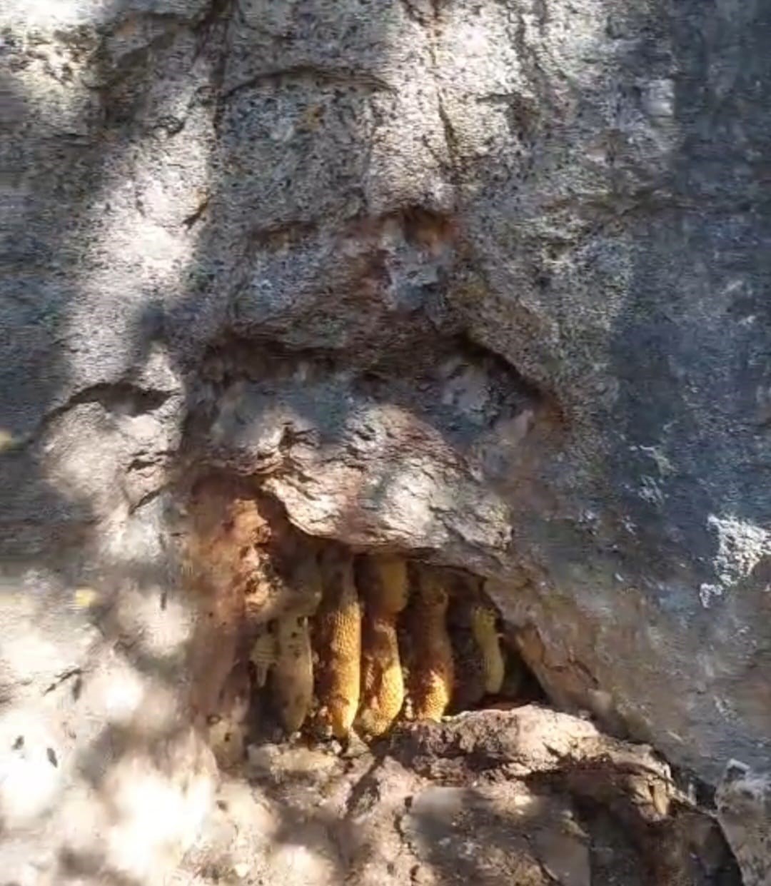 elazig-da-kaya-oyugunda-dogal-bal