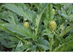 Gölhisar Enginarı Türkiye’de Bir Marka Olacak