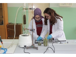 Defneyaprağı, Adaçayı Ve Biberiyeden Plastik Ürettiler