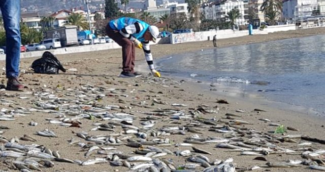 Alanya'da Sahile Ölü Gümüş Balıkları Vurdu