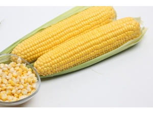 May Tohum Tatlı Mısır Tohumuyla Üreticinin Gözdesi