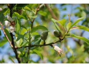 Yılın İlk Çağla Hasadı Silifke’de Yapıldı