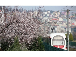 Çiçek Açan Ağaçlar Şehre Renk Kattı