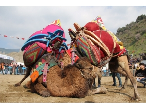 Salihli’de Yarın Deve Güreşi Şenliği Var