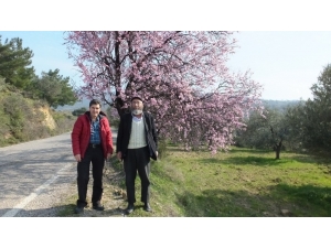 Balıkesir’de Bademler Çiçek Açtı