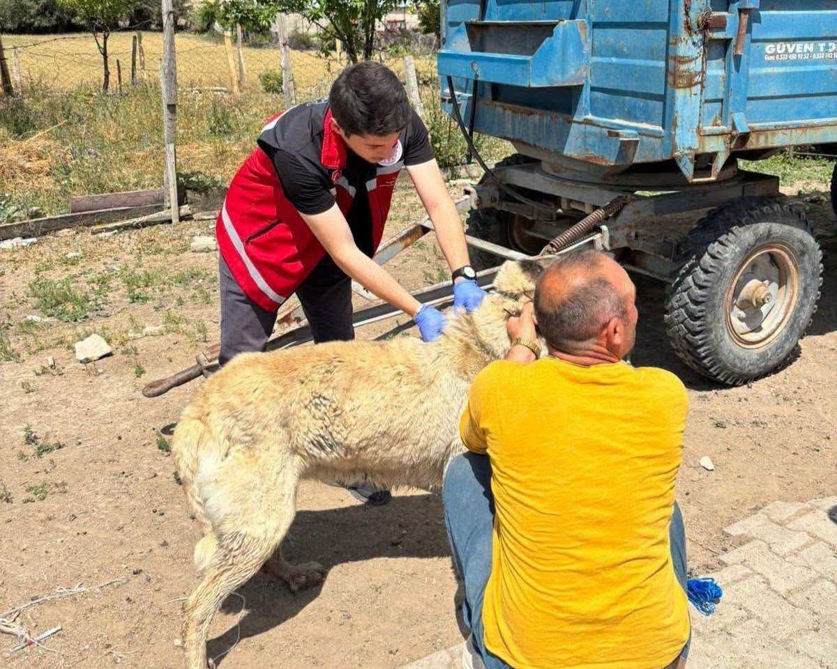valilik-kopek-sahiplerini-uyardi-kayit-yaptirmayana-10-bin-ter-edene-108-bin-tl-ceza