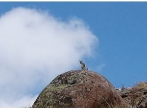 Sivas’ta Nesli Tükenmekte Olan Vaşak Görüntülendi